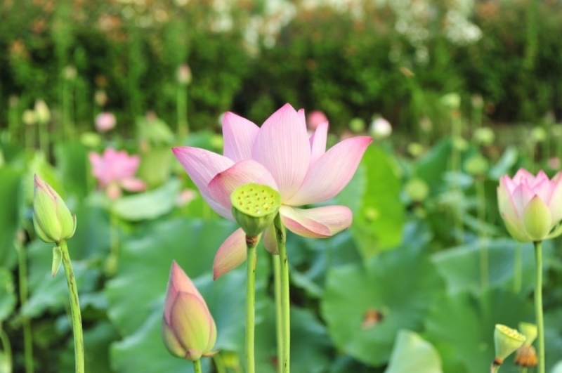 Hình nền hoa sen hình 103