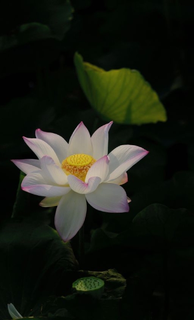 Hình nền hoa sen hình 11