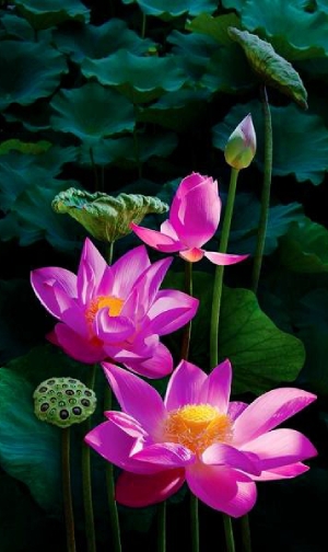 Hình nền hoa sen hình 20