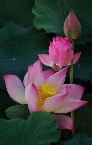 Hình nền hoa sen hình 22