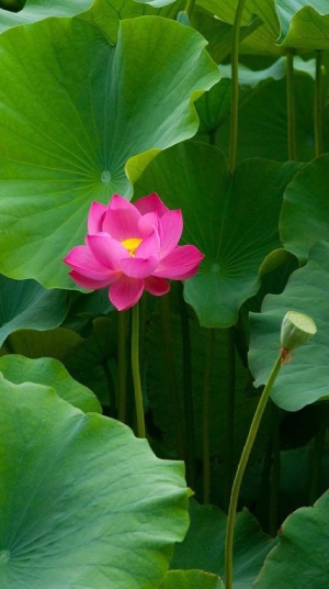 Hình nền hoa sen hình 24