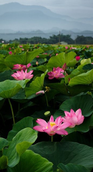 Hình nền hoa sen hình 25
