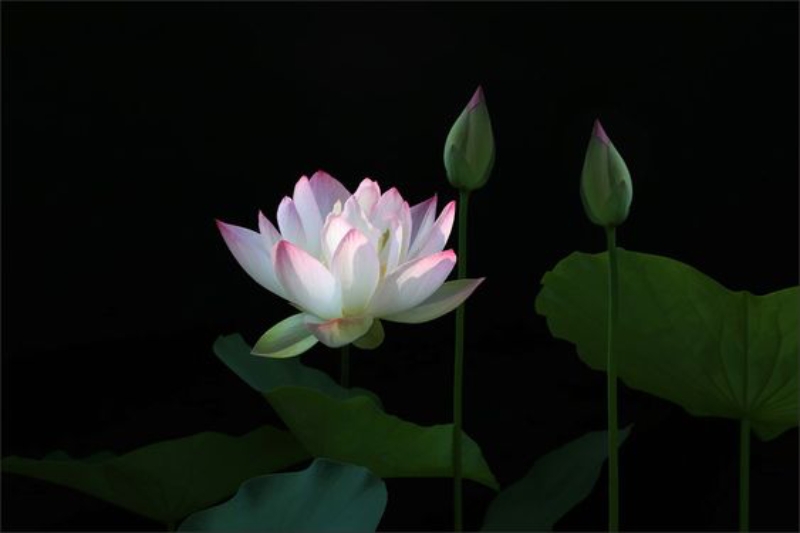 Hình nền hoa sen hình 56
