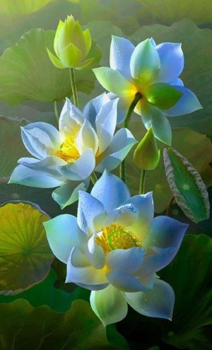 Hình nền hoa sen hình 6