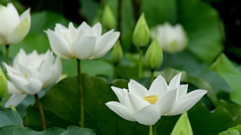 Hình nền hoa sen hình 62
