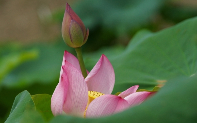 Hình nền hoa sen hình 69