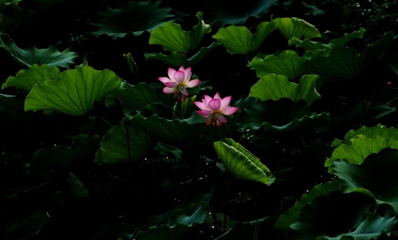 Hình nền hoa sen hình 80