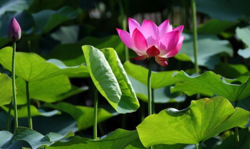 Hình nền hoa sen hình 86