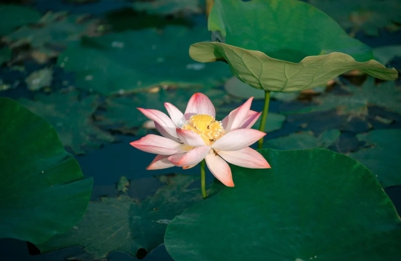 Hình nền hoa sen hình 88