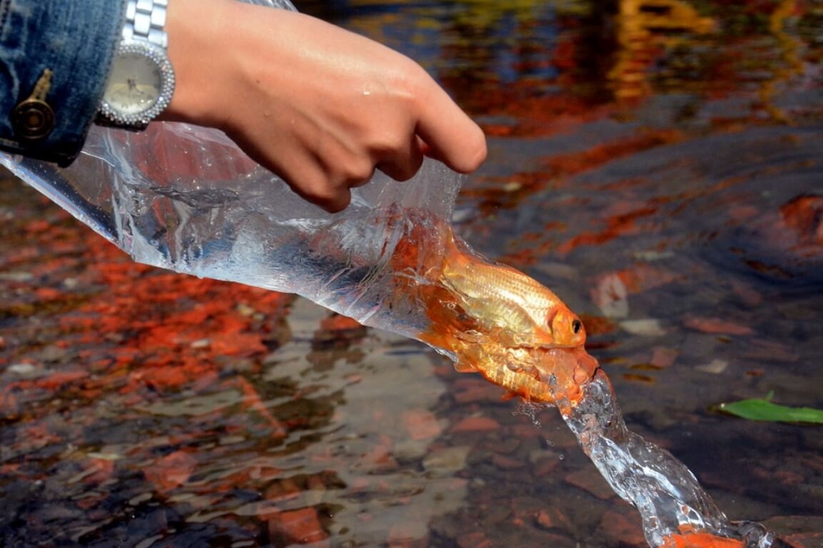 Thả cá vàng tiễn ông Công, ông Táo về trời