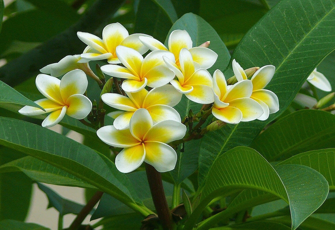 Hoa sứ kiêng kị trang trí ngày Tết