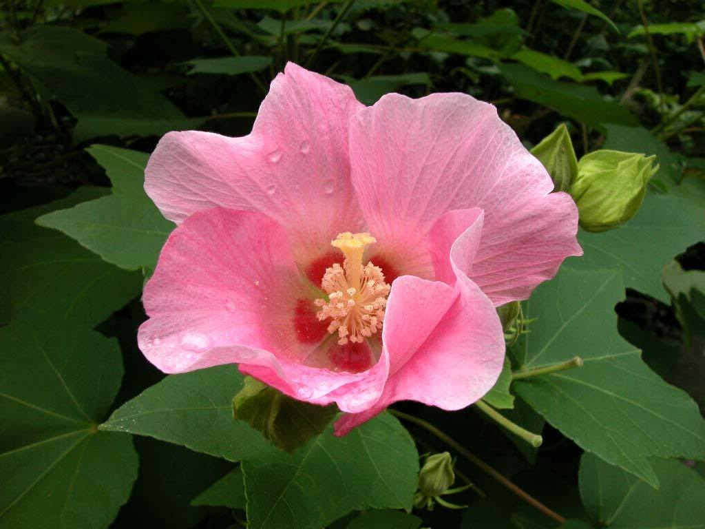 Hoa phù dung có vòng đời ngắn ngủi