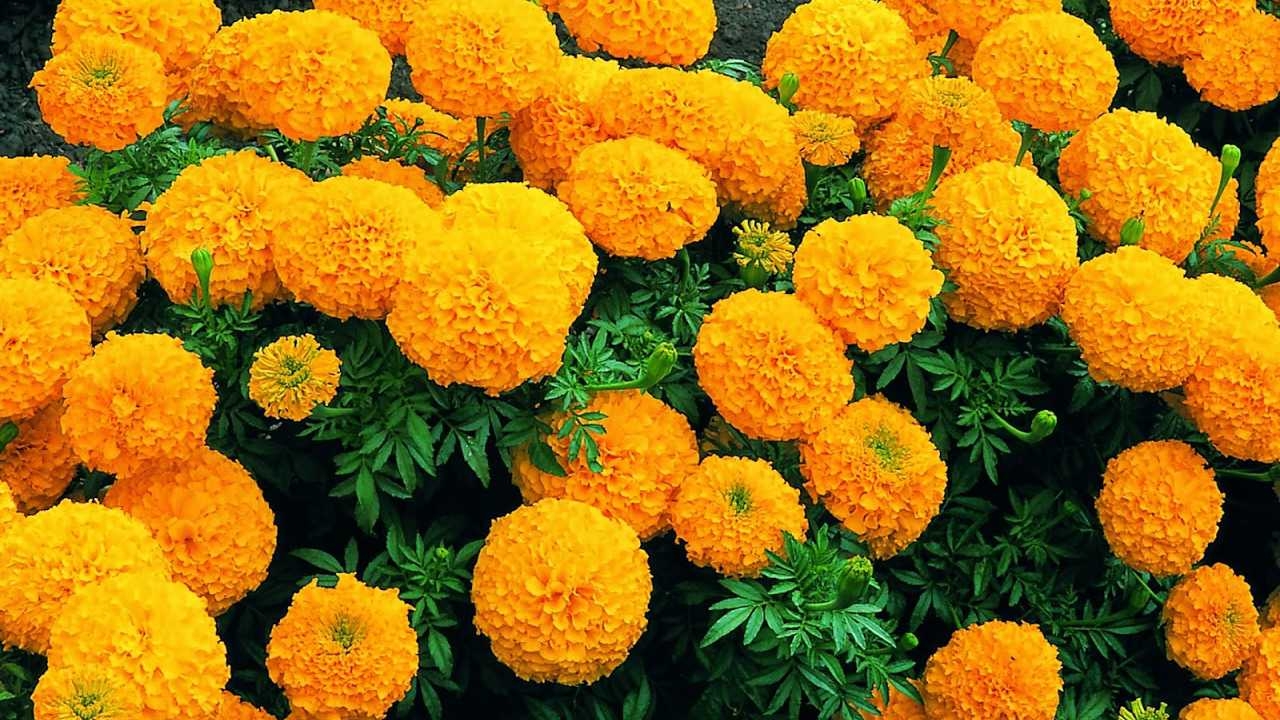 Hoa cúc vạn thọ kiêng kị chưng ngày Tết
