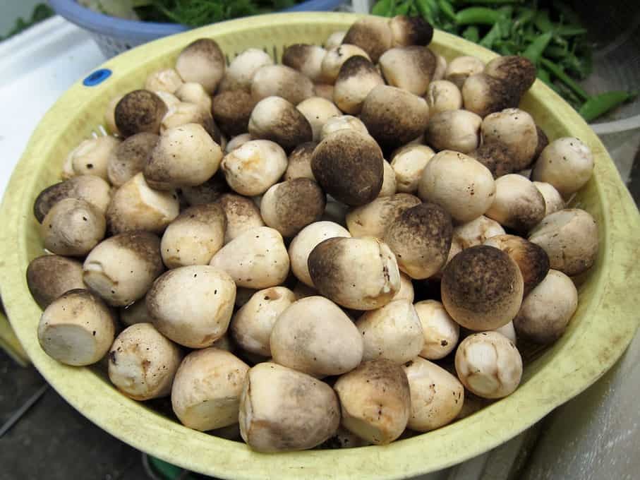 cách bảo quản nấm đùi gà 4