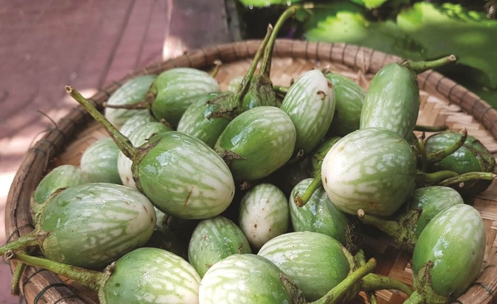 tác dụng cà đắng