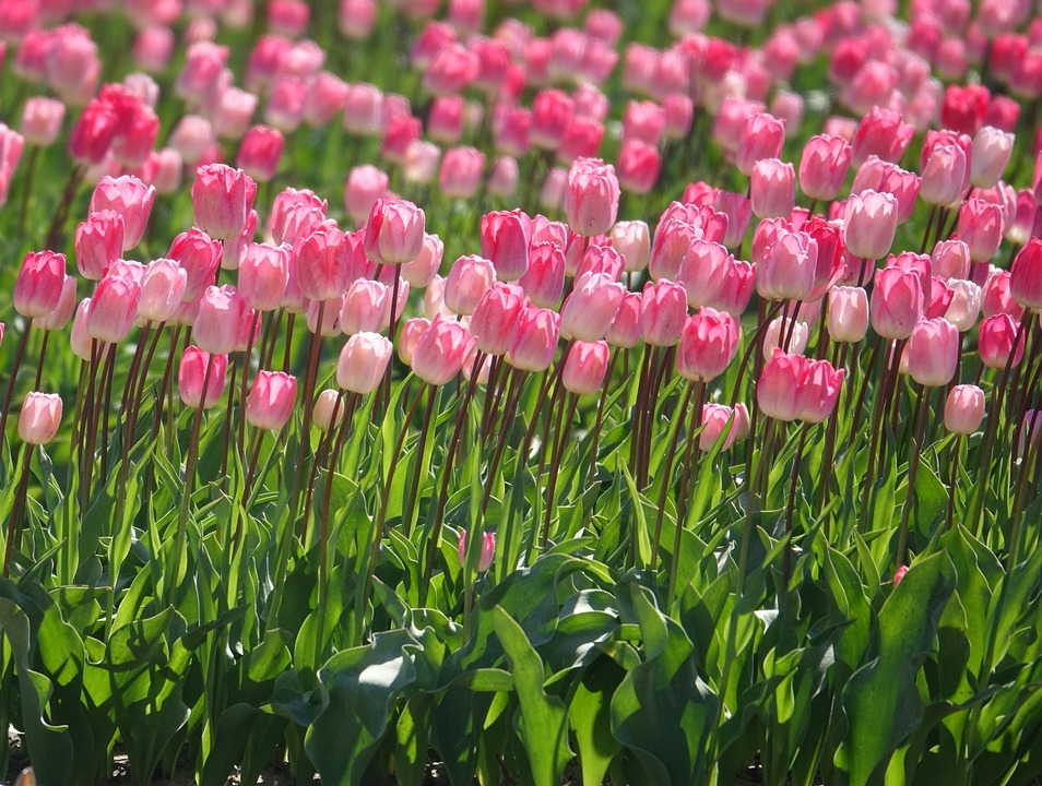 Hoa tulip trắng có ý nghĩa gì? Ý nghĩa hoa tulip theo từng màu