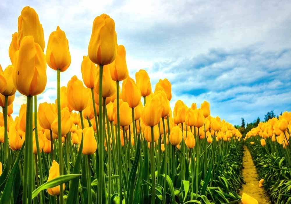 Ý nghĩa hoa tulip trắng - Khám Phá Sự Tinh Khiết và Đẹp Đẽ