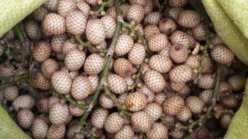 trái mấy - hình 4