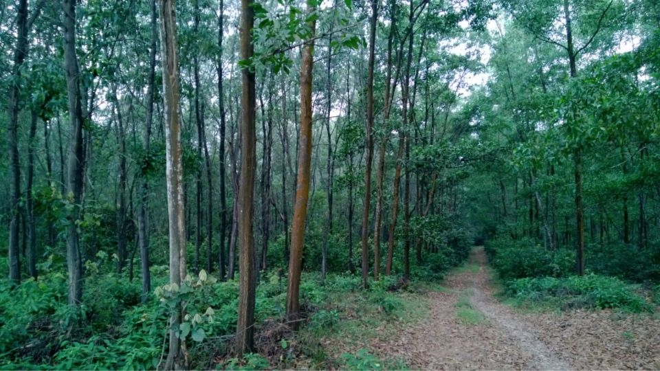 Trong lâm nghiệp