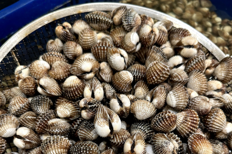 Cách chế biến món sò huyết rang me thơm ngậy, đậm hương vị có thể bạn chưa biết - hình 1