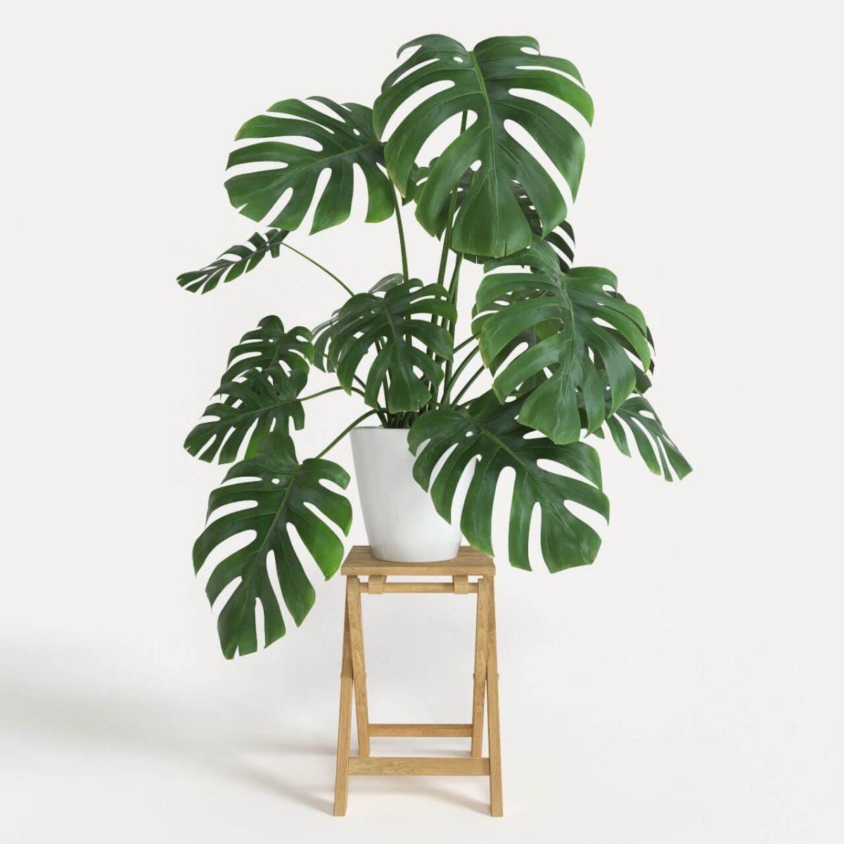 Monstera là cây gì? Bí quyết trồng và chăm sóc cây Monstera đúng cách để nó phát triển khỏe mạnh 1