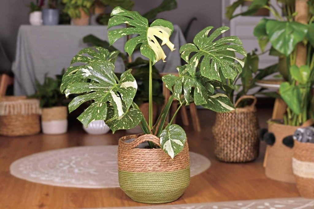 Monstera là cây gì? Bí quyết trồng và chăm sóc cây Monstera đúng cách để nó phát triển khỏe mạnh 4