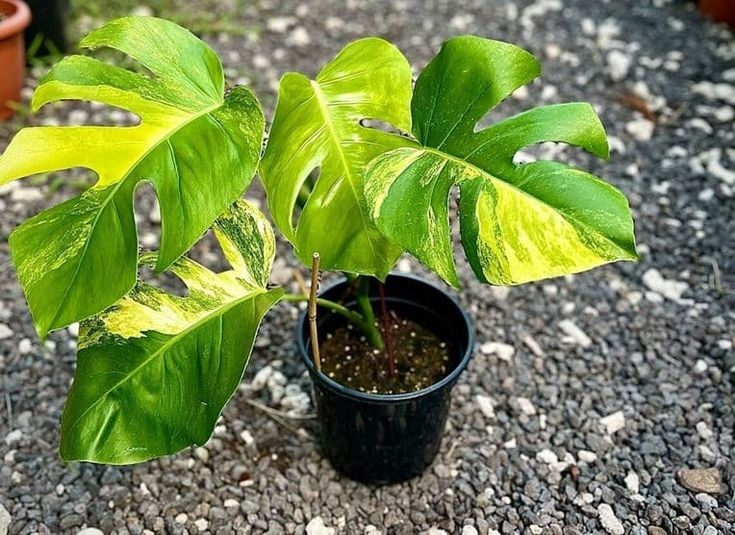 Monstera là cây gì? Bí quyết trồng và chăm sóc cây Monstera đúng cách để nó phát triển khỏe mạnh 6