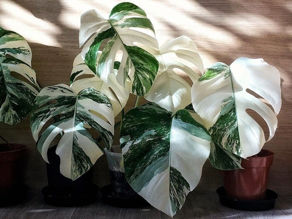 Monstera là cây gì? Bí quyết trồng và chăm sóc cây Monstera đúng cách để nó phát triển khỏe mạnh 5