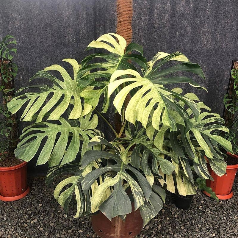 Monstera là cây gì? Bí quyết trồng và chăm sóc cây Monstera đúng cách để nó phát triển khỏe mạnh 7