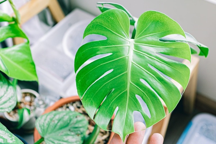 Monstera là cây gì? Bí quyết trồng và chăm sóc cây Monstera đúng cách để nó phát triển khỏe mạnh 8