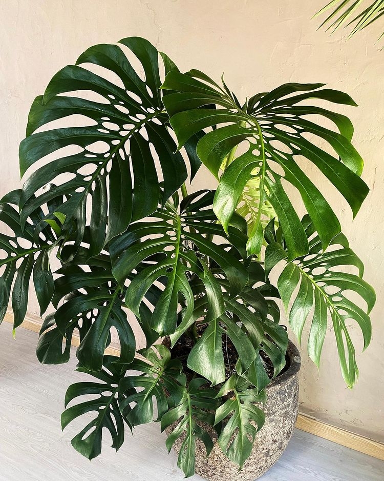 Monstera là cây gì? Bí quyết trồng và chăm sóc cây Monstera đúng cách để nó phát triển khỏe mạnh 2