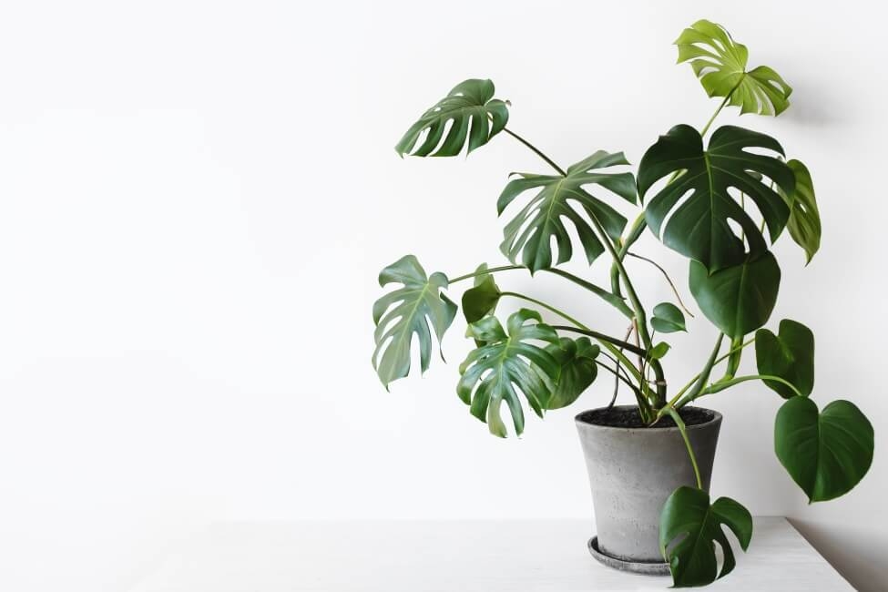 Monstera là cây gì? Bí quyết trồng và chăm sóc cây Monstera đúng cách để nó phát triển khỏe mạnh 3