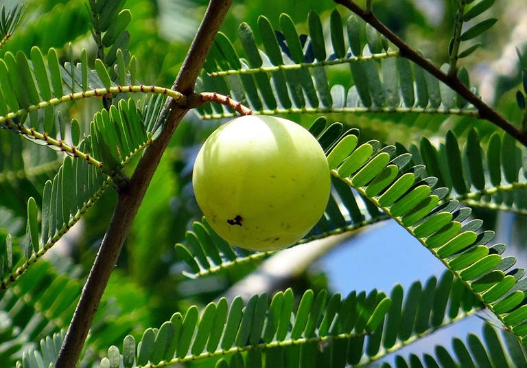 Me rừng là quả gì, có lợi ích gì cho sức khỏe? Giá trị dinh dưỡng của quả me rừng 1