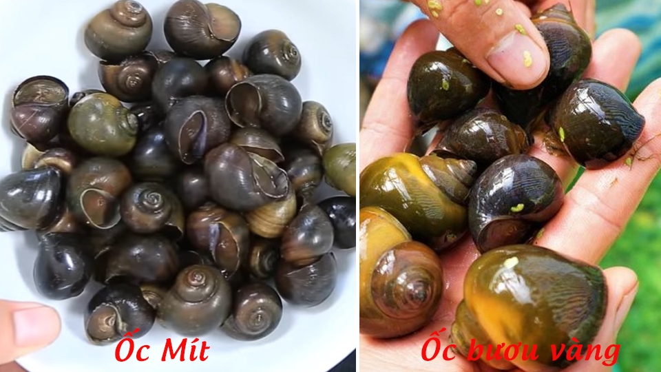 Phân biệt ốc mít với ốc bươu vàng.