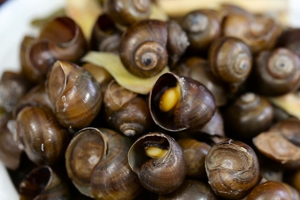 Ốc mít hấp riềng sả.