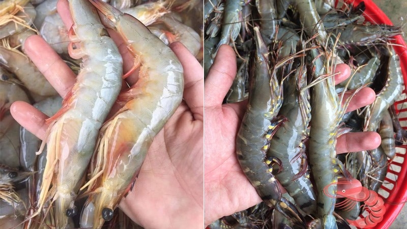 tôm he - Ảnh 2