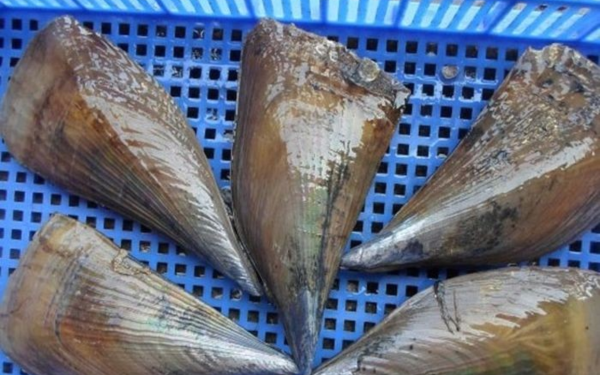 2. Sò mai thường có giá cả thế nào?
