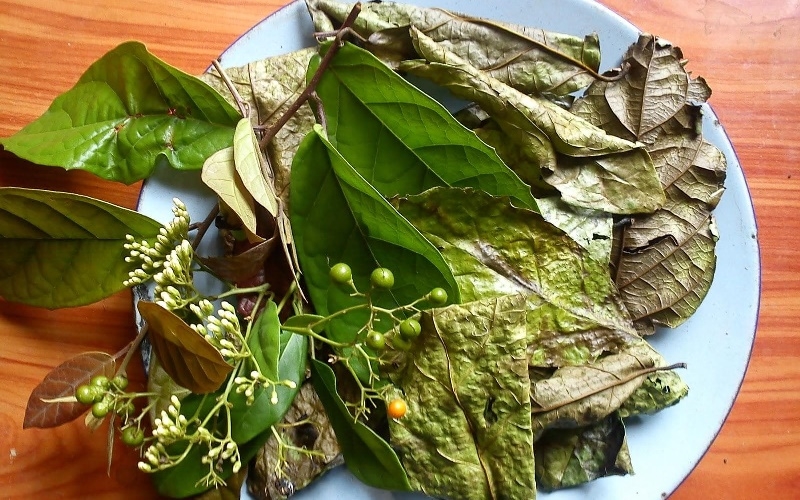 Tác hại của cây xạ đen nếu sử dụng không đúng cách là gì? Gợi ý các bài thuốc chữa bệnh với cây xạ đen 2