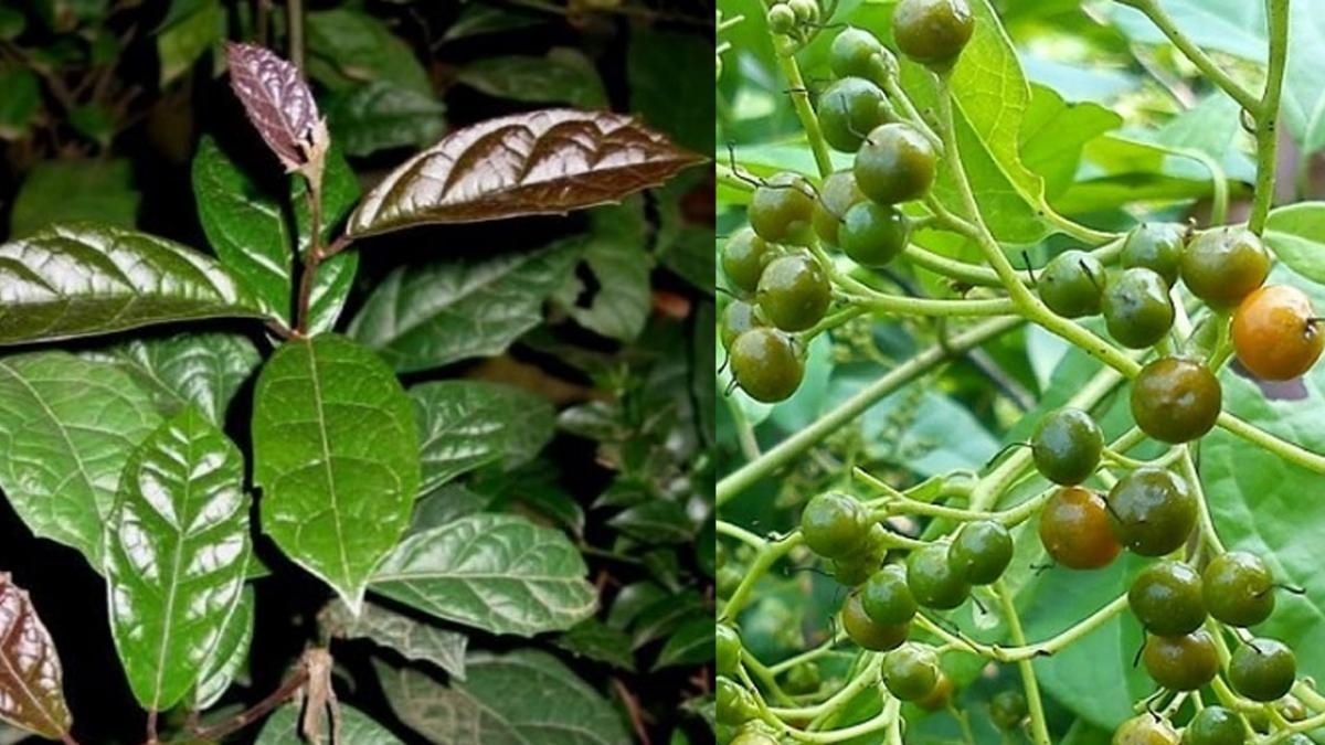 Tác hại của cây xạ đen nếu sử dụng không đúng cách là gì? Gợi ý các bài thuốc chữa bệnh với cây xạ đen 3