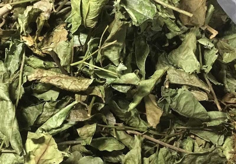 Tác hại của cây xạ đen nếu sử dụng không đúng cách là gì? Gợi ý các bài thuốc chữa bệnh với cây xạ đen 4