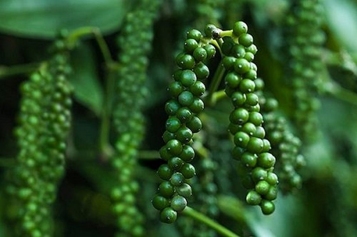 cách bảo quản tiêu xanh - hình 4