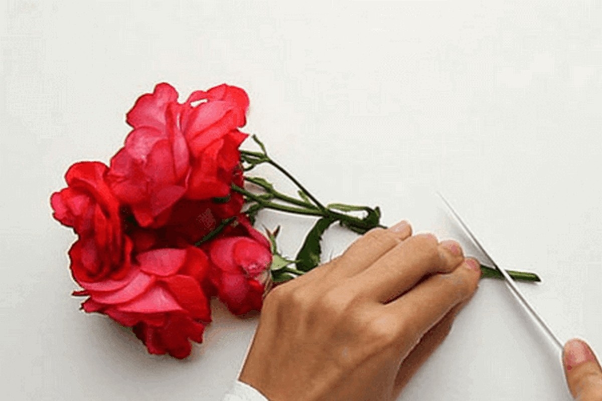 cách bảo quản hoa tươi - hình 1
