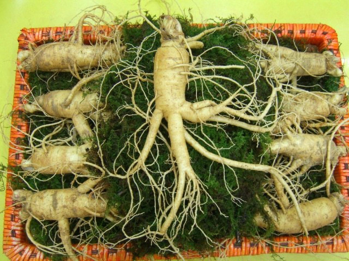 cách bảo quản sâm tươi - hình 1