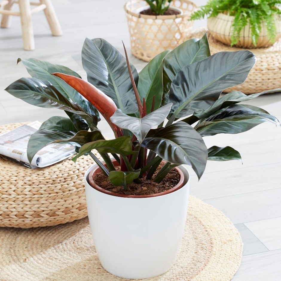Cây trầu bà đế vương đỏ