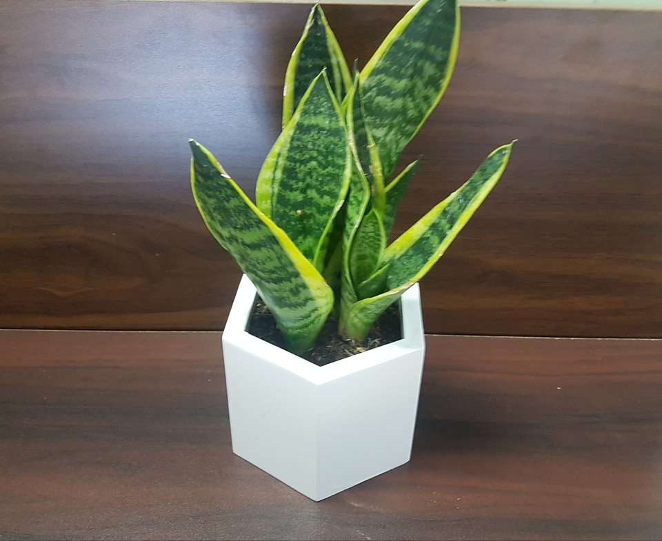 Cây lưỡi hổ