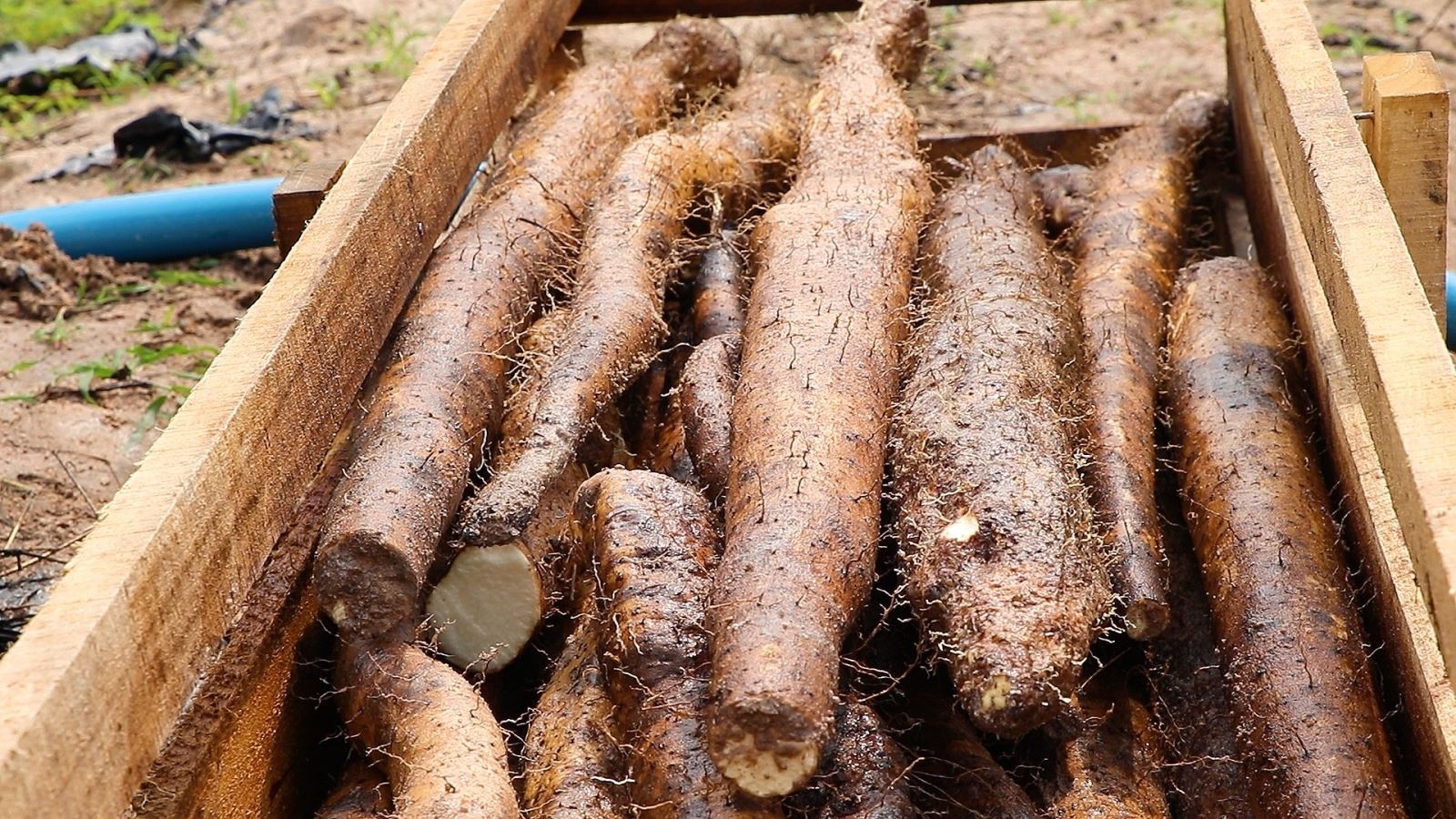 Củ mài là củ gì? Đặc điểm hình thái, thành phần dinh dưỡng và những lợi ích khi sử dụng củ mài 1