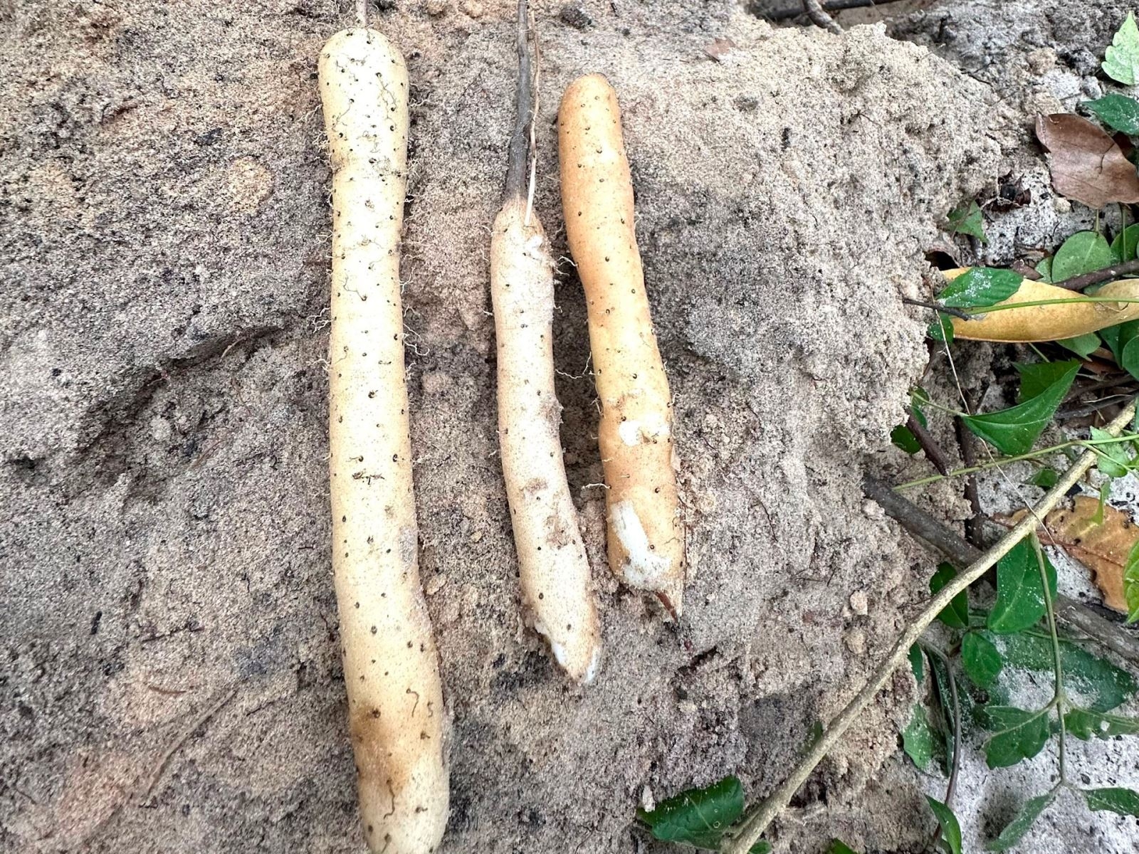 Củ mài là củ gì? Đặc điểm hình thái, thành phần dinh dưỡng và những lợi ích khi sử dụng củ mài 2