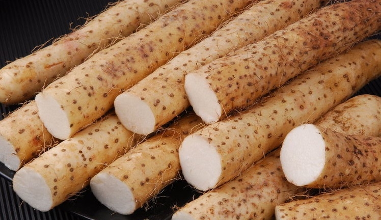 Củ mài là củ gì? Đặc điểm hình thái, thành phần dinh dưỡng và những lợi ích khi sử dụng củ mài 5