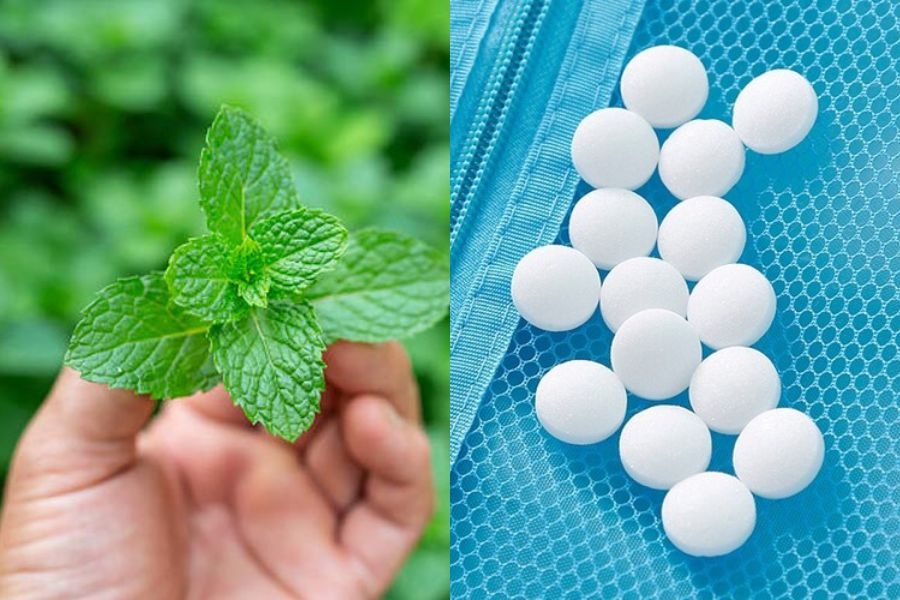 Long não đuổi chuột có an toàn không? Những cách đuổi chuột bằng long não hiệu quả nhất hiện nay 3