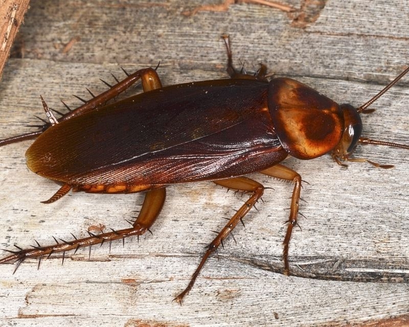 Cách đuổi thằn lằn ra khỏi nhà đơn giản, nhanh chóng chỉ với một vài mẹo nhỏ 2